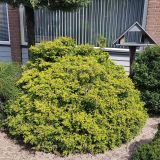 PACIPRESA OBTUSA TSATSUMI GOLD L3 L