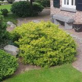 PACIPRESA OBTUSA TSATSUMI GOLD L3 L