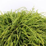 PACIPRESA PIS. FILIFERA NANA L19 CM