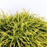 PACIPRESA PIS. SUNGOLD L3 L