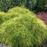 PACIPRESA PIS. SUNGOLD L3 L