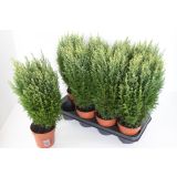 PACIPRESA SNOW WHITE L11 CM