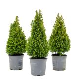 PACIPRESA SPITZBERGEN L11 CM