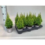 PACIPRESA SPITZBERGEN L11 CM