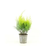 PACIPRESA STARDUST L11 CM