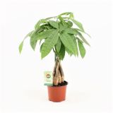 PAHIRA AQUATICA L12 VIŠ 45 CM