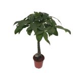 PAHIRA AQUATICA L21 VIŠ 100 CM