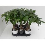 PAHIRA V OKR. LONCU L13