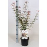 LISTAVEC PAHLJAČASTI JAVOR JERRE SCHWARTZ L19