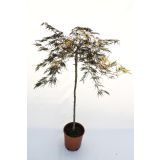 JAVOR PAHLJAČASTI L24