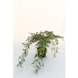 JAVOR PAHLJAČASTI L28