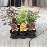 LISTAVEC PAHLJAČASTI JAVOR MIX L15