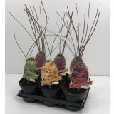 LISTAVEC PAHLJAČASTI JAVOR MIX L15