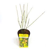 LISTAVEC PAHLJAČASTI JAVOR ORANGE DREAM L15