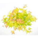 LISTAVEC PAHLJAČASTI JAVOR ORANGE DREAM L15