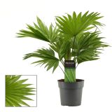 PALMA LIVISTIONIA L12 CM