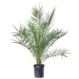 PALMA PALMA PHOENIX CANARIENSIS