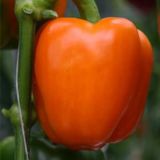 PLODOVKE DOBRO & ZDRAVO PAPRIKA ORANGE SUNSET BABURA