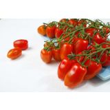 PLODOVKE L'ORTO FRUTTIFERO PARADIŽNIK 1/1 SPECKLED ROMAN L10