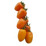 PARADIŽNIK ČEŠNJEV 1/1 ORANŽEN PIXEL L10 PARADIŽNIK ČEŠNJEV 1/1 ORANŽEN PIXEL L10