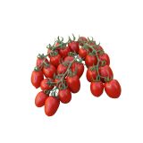 PLODOVKE L'ORTO FRUTTIFERO PARADIŽNIK ČEŠNJEV 1/1 PIXEL G.S. L10