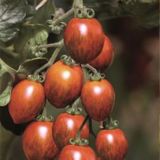 PLODOVKE DOBRO & ZDRAVO PARADIŽNIK COOKIE PISAN ČEŠNJEV PARADIŽNIK