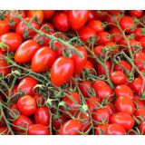 PLODOVKE L'ORTO FRUTTIFERO PARADIŽNIK DATLJEV 4/1 NIZEK KULTIPAK