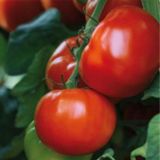 PLODOVKE DOBRO & ZDRAVO PARADIŽNIK MAESTRIA OKROGEL MESNAT PARADIŽNIK