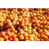 PLODOVKE L'ORTO FRUTTIFERO PARADIŽNIK VESUVIANO1/1 CORBARIELLO L10