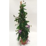 MEDITERANSKE RASTLINE PASIJONKA PIRAMIDA L16