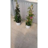 MEDITERANSKE RASTLINE PASIJONKA PIRAMIDA MIX L19