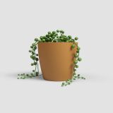 PE NOTRANJI LONEC ARTEVASI SAN REMO 12 CM RUMEN