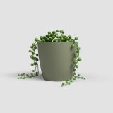 PE NOTRANJI LONEC ARTEVASI SAN REMO 14 CM ZELEN