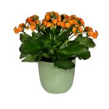 PE NOTRANJI LONEC KOSMAČ-KRUŠEC KARA 11.5 CM MINT ZELEN