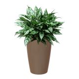 PE NOTRANJI LONEC SANTORINI TAUPE 78 CM