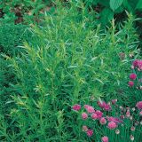 PEHTRAN VOLMARY ODPOREN NA ZMRZAL VIENCO L13