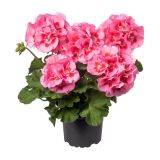 PELARGONIJA CALIOPA POLVISEČA ZONALE L12 CM