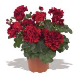 PELARGONIJA GREAT BALLS OF FIRE PELARGONIUM PELTATUM L12