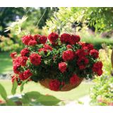 PELARGONIJA GREAT BALLS OF FIRE PELARGONIUM PELTATUM L12