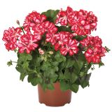PELARGONIJA GREAT BALLS OF FIRE PELARGONIUM PELTATUM L12