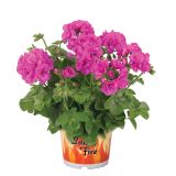 PELARGONIJA GREAT BALLS OF FIRE PELARGONIUM PELTATUM L12