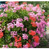 PELARGONIJA PELTATUM L10