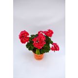 SEZONSKA RASTLINA PELARGONIJA POKONČNA MIX L10