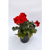 SEZONSKA RASTLINA PELARGONIJA POKONČNA MIX L10