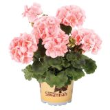 PELARGONIJA SAVANNAH POKONČNA L12