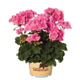 PELARGONIJA SAVANNAH POKONČNA L12