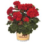 PELARGONIJA SAVANNAH POKONČNA L12