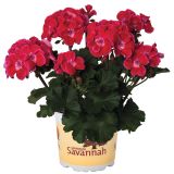 PELARGONIJA SAVANNAH POKONČNA L12