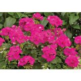 PELARGONIJA VOLMARY CALLIOPE DARK RED SUMMER LOVERS L12