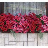 PELARGONIJA VOLMARY GRANDIFLORUM CLARION L12